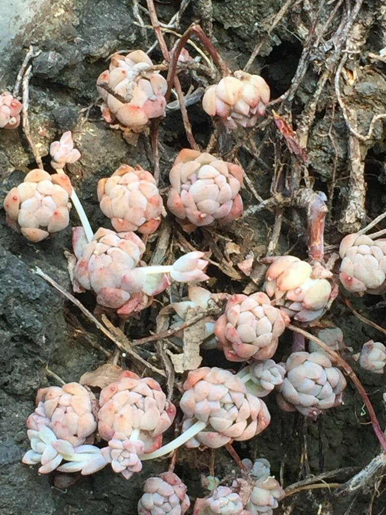 Foto de Echeveria prolífica