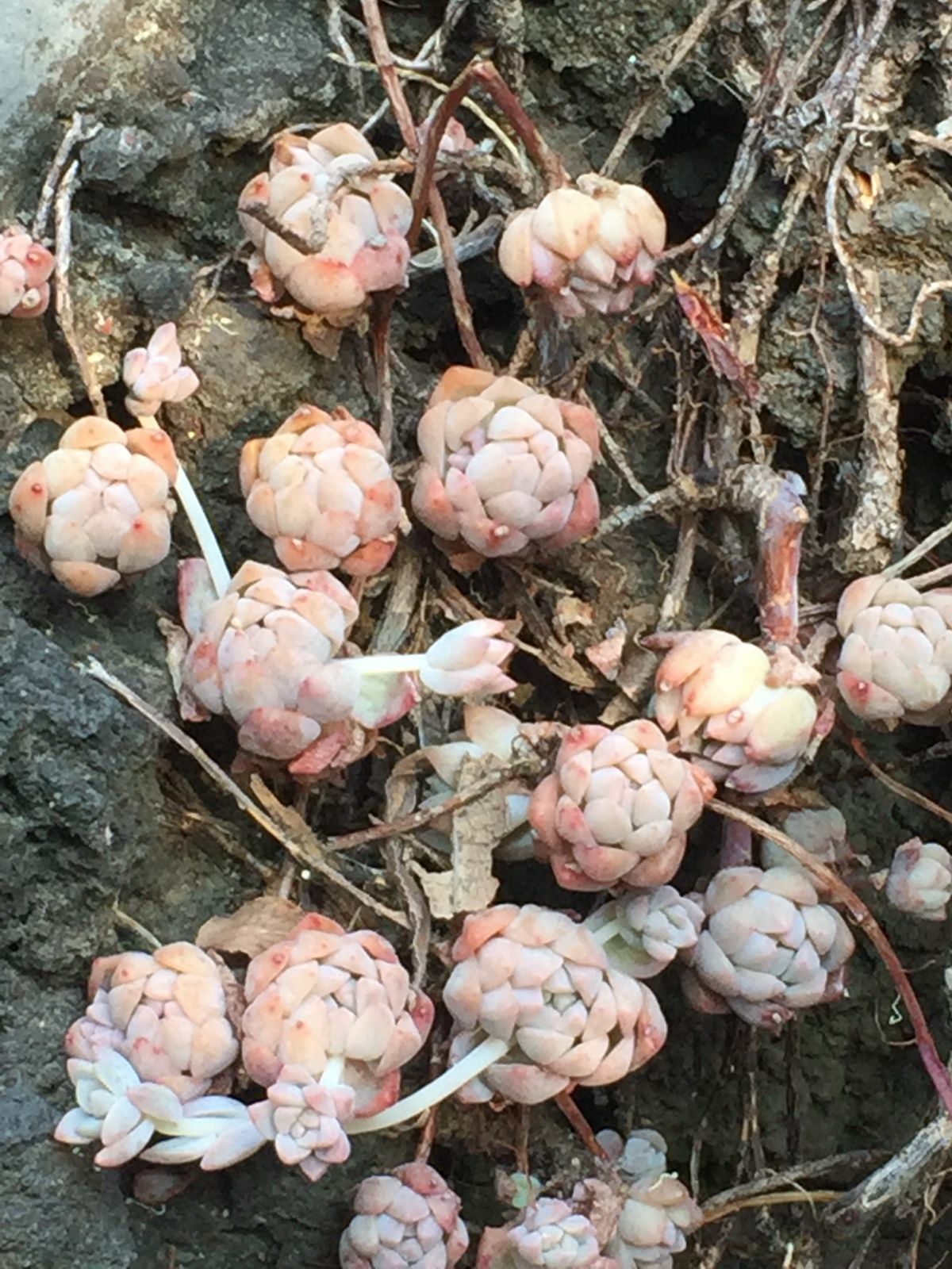Imagem de Echeveria prolífica