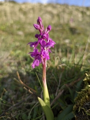 Orchis olbiensis