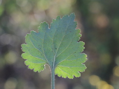 Amauria rotundifolia