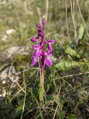 Orchis olbiensis