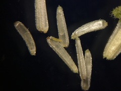 Amauria rotundifolia