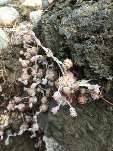 Foto de Echeveria prolífica