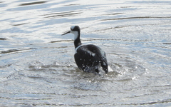 Himantopus mexicanus melanurus