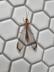 Nymphes