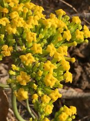 Kalanchoe densiflora