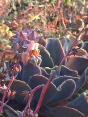 Echeveria gibbiflora