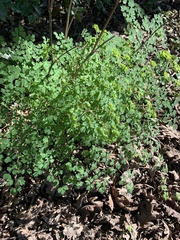 Thalictrum fendleri polycarpum