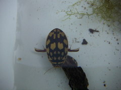 Thermonectus marmoratus