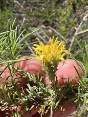 Ericameria pinifolia
