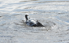 Himantopus mexicanus melanurus