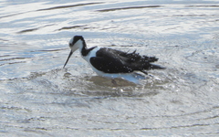 Himantopus mexicanus melanurus