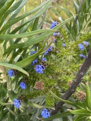 Echium candicans