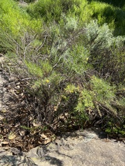 Ericameria pinifolia