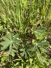 Lupinus succulentus