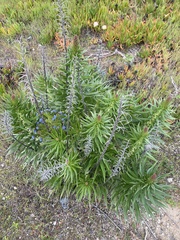 Echium candicans