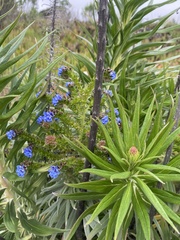 Echium candicans