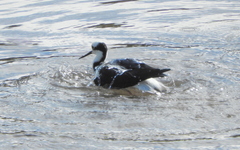 Himantopus mexicanus melanurus