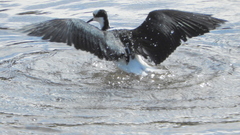 Himantopus mexicanus melanurus