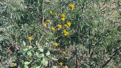 Tithonia tubaeformis