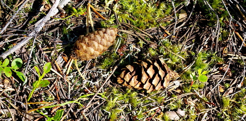 Picea × fennica (Picea × fennica)