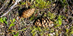 Picea × fennica