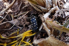 Acmaeodera degener