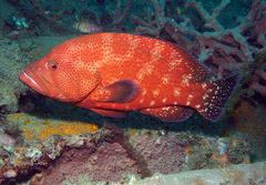 Cephalopholis sonnerati