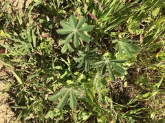 Lupinus succulentus