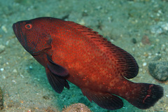 Cephalopholis sonnerati