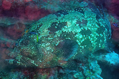 Epinephelus fuscoguttatus