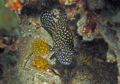 Epinephelus ongus
