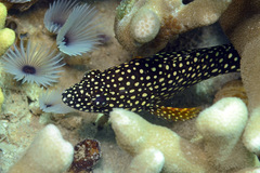 Epinephelus ongus