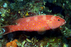 Variola albimarginata