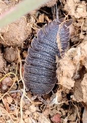 Porcellio echinatus