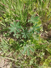 Lupinus succulentus