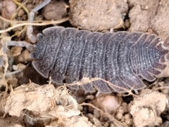 Porcellio echinatus