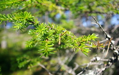 Picea × fennica
