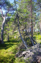 Picea × fennica
