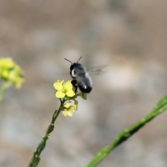 Megachile saulcyi