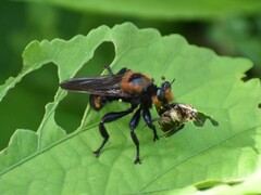 Laphria