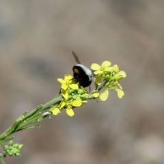 Megachile saulcyi
