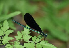 Calopteryx maculata