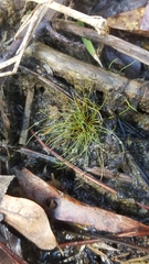 Fimbristylis vahlii