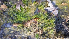 Fimbristylis vahlii