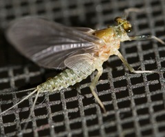 Ephemerella aurivillii