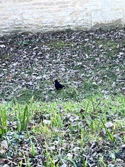Turdus merula