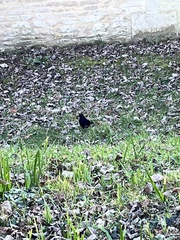 Turdus merula