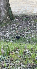 Turdus merula