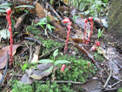 Monotropa coccinea
